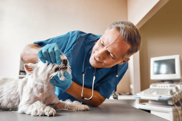 Best Emergency Root Canal Treatment in Springfield, SD